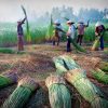 dantoctongiao.congly.vn-upload-content_img-2021-1006-_cay-coi-cay-dan-soi-day-la-nhung-loai-nguyen-lieu-de-det-chieu-anh-internet_anh_2 dantoctongiao.congly.vn-upload-content_img-2021-1006-_cay-coi-cay-dan-soi-day-la-nhung-loai-nguyen-lieu-de-det-chieu-anh-internet_anh_2